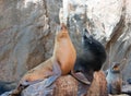 California Sea Lions on La Lobera Ã¢â¬Åthe Wolves LairÃ¢â¬Â the Sea Lion colony rock at Los Arcos at Lands End in Cabo San Lucas